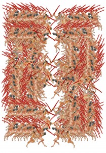stampa, 42x60